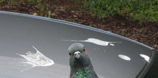 Avec FORD fini les excréments d’oiseaux sur votre carrosserie